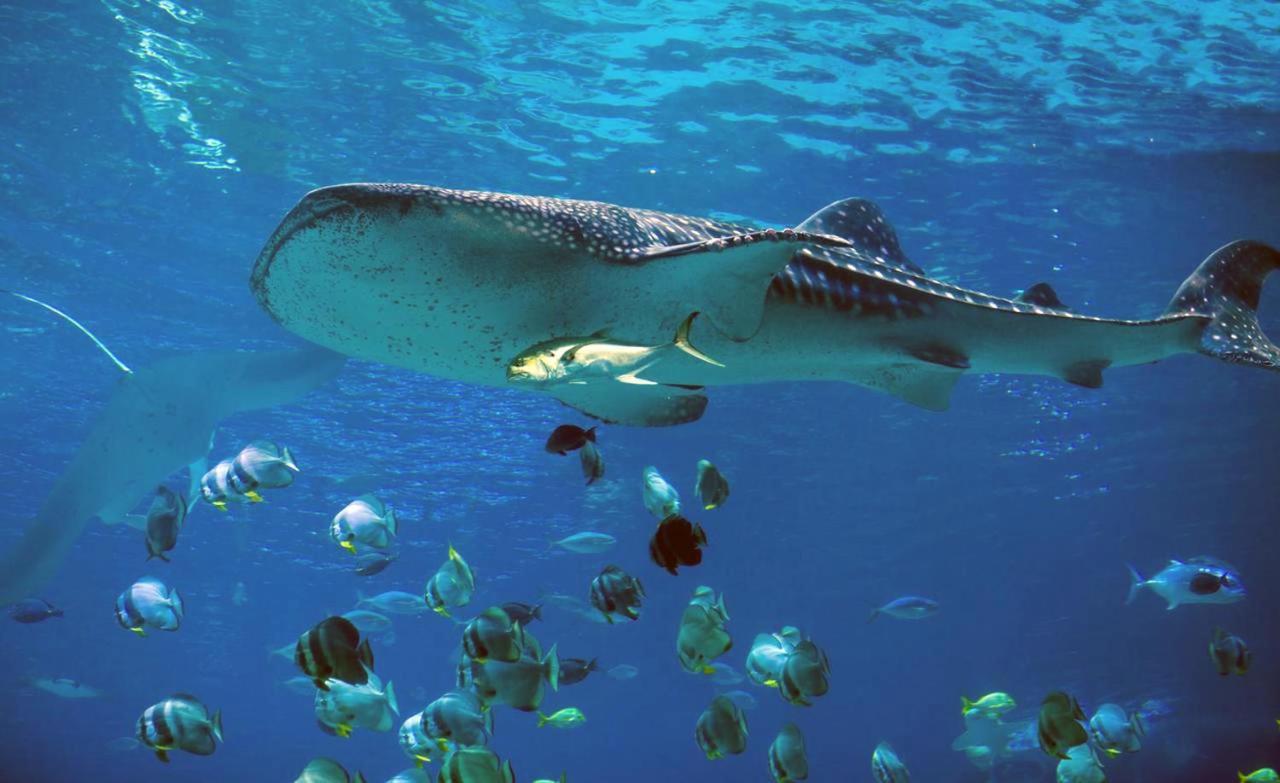 Dharavandhoo Stay Экстерьер фото